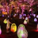 2025 대덕물빛축제 이미지