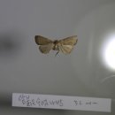 붉은수염 이미지