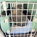 캠핑 고양이 | 고양이 이동장 구매 후기 [릿첼/캠핑켄넬케이지]