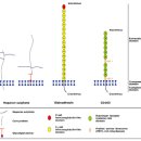 [바이오 신기술] CRISPR/Cas9을 이용하여 PRRS 바이러스에 감염되지 않는 돼지를 개발하다 이미지