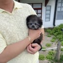 베베토이