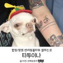 합정/망원 반려동물타투 잘하는곳 타투이나 후기💕💕
