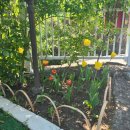 숲속의 돌담 이미지