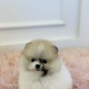 야옹아 멍멍해봐 네이버블로그