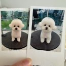 슈앤트리 이미지