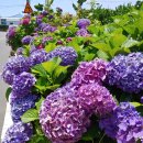 안성리-6 이미지