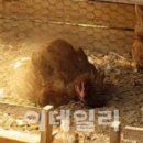 산계농장 이데일리