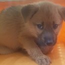 펫 앤 쉘터 동물병원 이미지