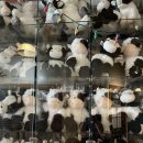 투어마켓플레이스 | [시애틀-2] 파이크 플레이스 마켓 투어 Pike Place Market Chef Tour| Klook 투어 후기 가격 미팅 장소