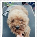 애견매니저 이미지