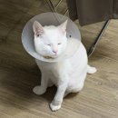 고양이 중성화수술 (<b>마이펫</b><b>플러스</b>) 할인 꿀팁 공유 및 추천인코드: 083cdb1