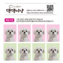 댕댕이냥 이미지