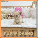 퍼피댕 안심분양소 강아지분양 애견입양 천안아산점 | "위생 점수가 만점이에요" 천안애견입양센터 퍼피댕 정직한 방문 후기