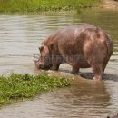 HIPPO 이미지