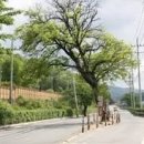 안동의 귀신나무 이야기 이미지