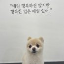 비마인 독 이미지