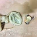 낙지형님 Daum카페