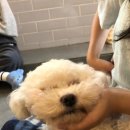 혼자두면 장판뜯어서 차린 개카페 이미지