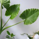 플라워 쇼룸 이미지