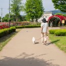 장자호수공원 장미원 이미지