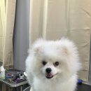 수정애견미용실 이미지