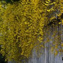 호수언저리 이미지