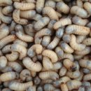 골몰농장 이미지