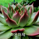 라온하제 이미지