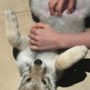 온달의집식당 | 연희동 연희온달 숯불요리 반려동물 동반 찐맛집 내돈내산 추천 후기 비건