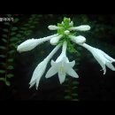 송박사의 꽃 이야기- 옥잠화 이미지