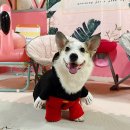 발라당눕스 이미지