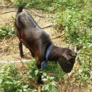 염소아저씨 이미지