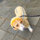 대디동물병원 이미지