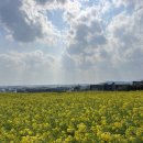 부디제주(스테이) | 제주 1박2일 유채꽃 보고 왔어요