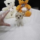 도그웨이 청주점 이미지