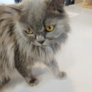 포포앤미루 강동점 | 강아지+고양이 모두를 쓰다듬을수있는 카페 포포앤미루에 가보았어요(내돈내산)
