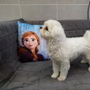 멍스바스 이미지