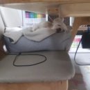 도마바얌 이미지