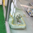 연제구-176 | 연산동 애견미용 리틀베어 비숑 귀툭튀컷 친절해서 너무 좋아요