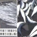 "혹시 대지진 전조?" 일본 해변 하얗게 밀려온 정어리떼에 불안 이미지