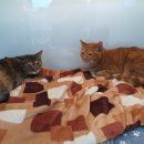 베리굿동물병원 이미지