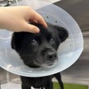 레오메디칼 이미지