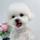 단비네펫살롱 이미지