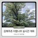 천곡 마을회관 | [김해 가볼만한곳] 주촌 '천곡리 이팝나무' 만개 상황