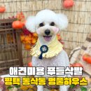 모산초등학교 | 평택 동삭동 애견미용 멍풀하우스에서 푸들삭발