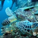 그냥 심심해서요. (27655) 발리카삭섬의 바다거북 이미지