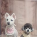 안나펫살롱 이미지