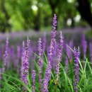 연무초등학교 앞 이미지