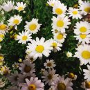 최수영농장 이미지