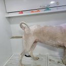 멍뭉워시 이미지